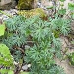 Geranium columbinum Folla