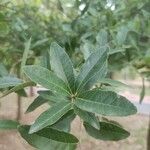 Quercus fusiformis Hoja