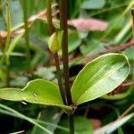 Swertia perennis Leaf