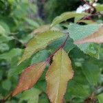 Pourthiaea villosa Blatt