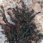 Chamaesyce prostrata Blatt