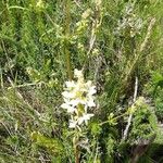 Stachys rectaBlüte