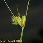 Carex bohemica Fruit