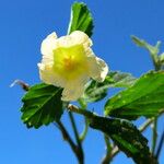 Sida rhombifolia Blüte