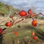 Rosa dumalis Fruit