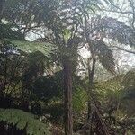 Cyathea glauca Habit