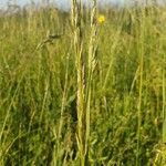 Gaudinia fragilis Leaf