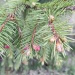 Picea abiesЛист