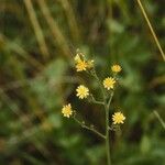 Lactuca hirsuta Kwiat