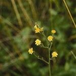 Lactuca hirsuta Flor