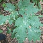 Heracleum maximum Hoja