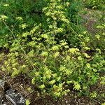 Peucedanum alsaticum Habit