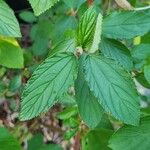 Ceanothus arboreus Leaf