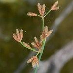 Schoenoplectus tabernaemontani Fruit