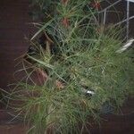 Cyperus haspan Fulla
