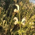 Salvia argentea Flor