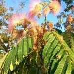 Albizia julibrissinBlomma