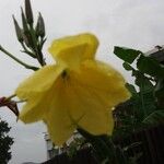 Große Nachtkerze Oenothera glazioviana MicheliFlower