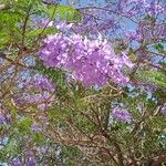 Jacaranda mimosifoliaFlower