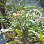 Monarrhenus salicifolius Квітка