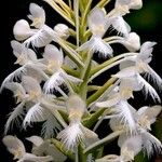 Platanthera blephariglottis Blomma