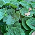 Asarum canadense Liść