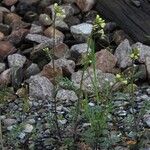 Erucastrum gallicum Habit