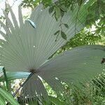 Kerriodoxa elegans Hoja