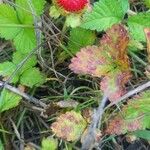 Potentilla indica Fruto