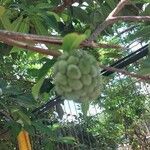 Annona squamosa 果實