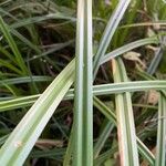 Scirpus sylvaticus Fuelha