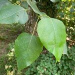 Populus × generosa Leaf
