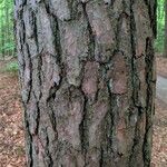 Pinus echinata Corteza