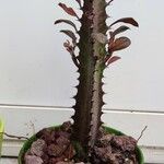 Euphorbia trigona Hoja