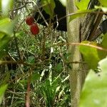 Flacourtia jangomas Fruit