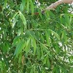 Salix babylonica Hoja