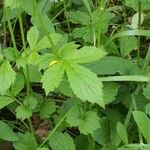 Geum urbanumLeaf