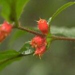 Miconia mayeta Fruchs