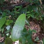 Caraipa densifolia 葉