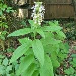 Teucrium canadense Foglia