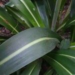 Hippeastrum reticulatum Leaf