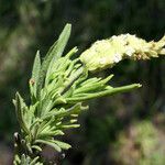 Lavandula viridis Цветок