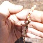 Eriogonum racemosum Flor