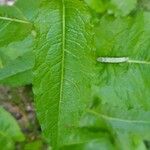 Rumex crispusLeaf