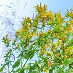 Hypericum perforatum Облик