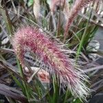 Cenchrus × cupreus Flower
