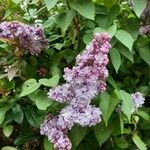 Syringa vulgarisVirág