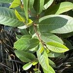 Frangula californica Blad