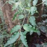 Psychotria andevorantensis List