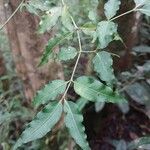 Psychotria andevorantensis Leaf